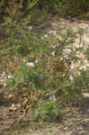 Sticky nightshade